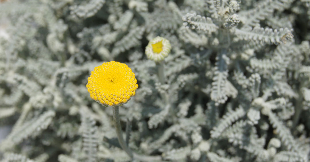 Santolina chamaecyparissus MaQu, flor
