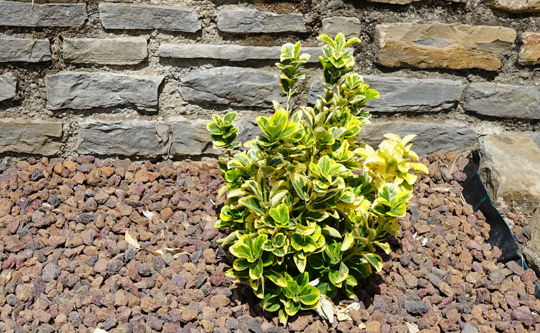 Euonymus japonicus de MaQu