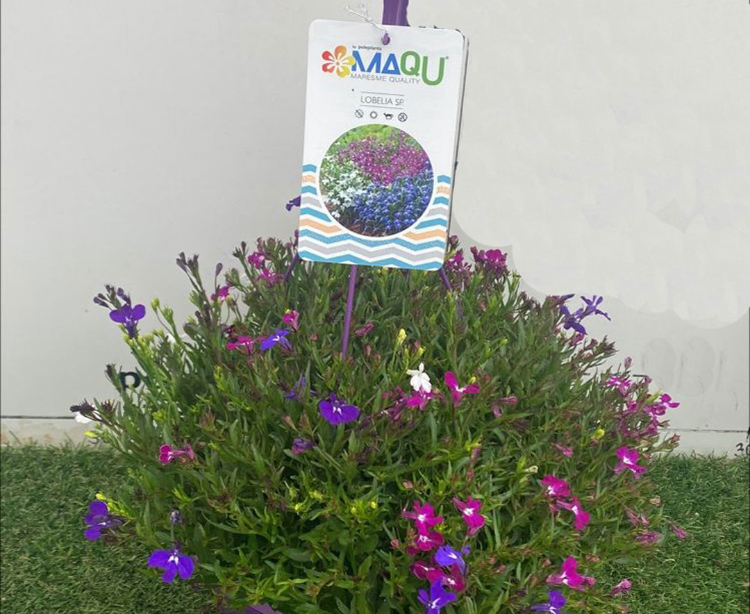 Lobelia tricolor MaQu-T25