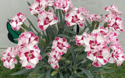 Dianthus caryophyllus