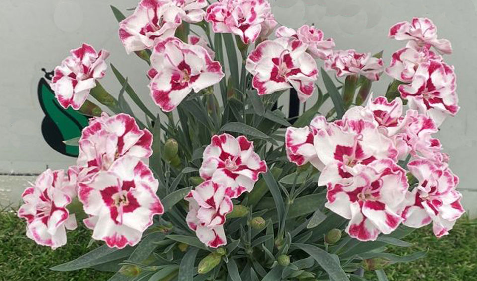 Dianthus cremarema