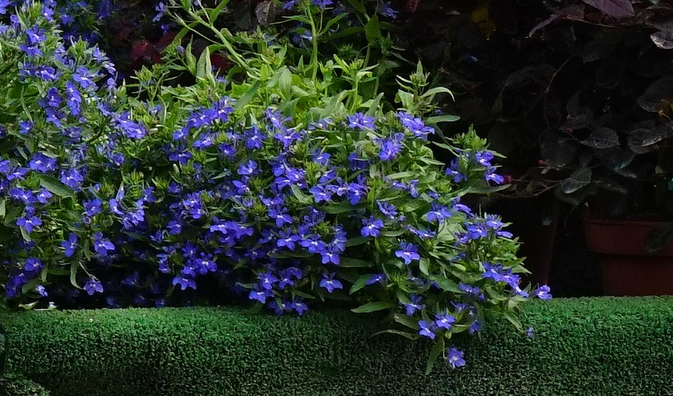 Lobelia erinus