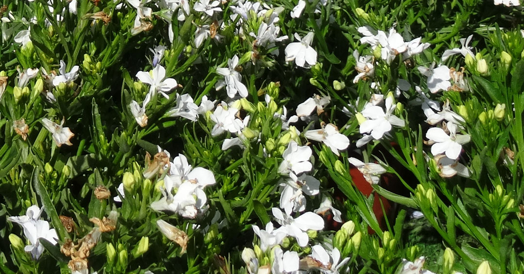 Lobelia erinus blanca