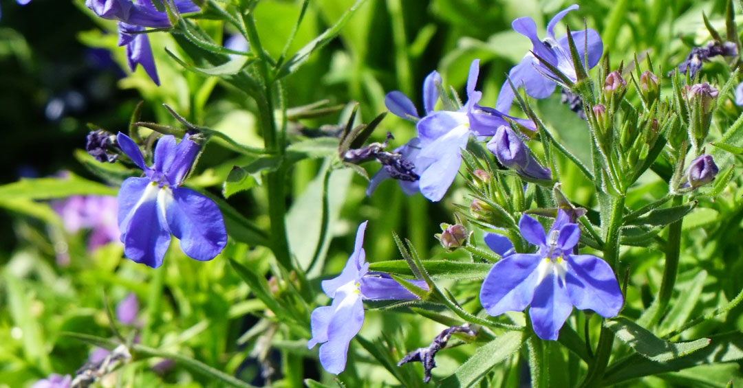 Flores de Lobelia erinus