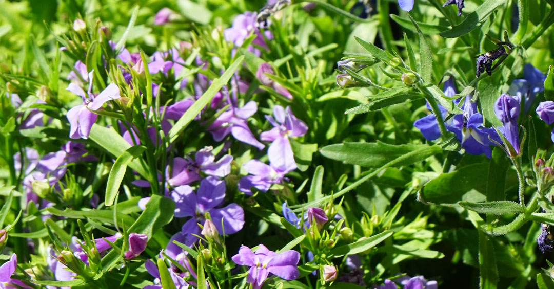 Lobelia erinus rosa