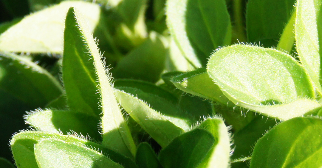 Orégano vulgare MaQu de Poleplants