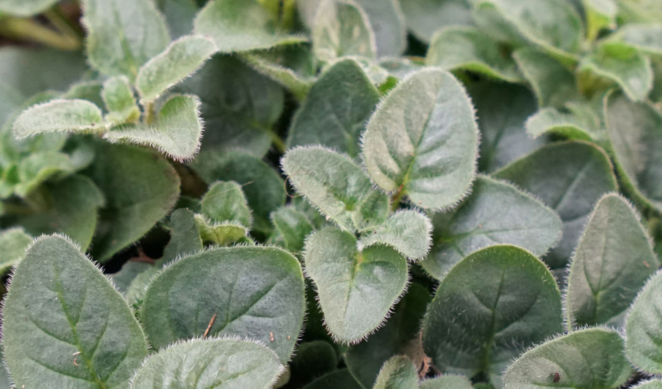 Oregano MaQu de Poleplants