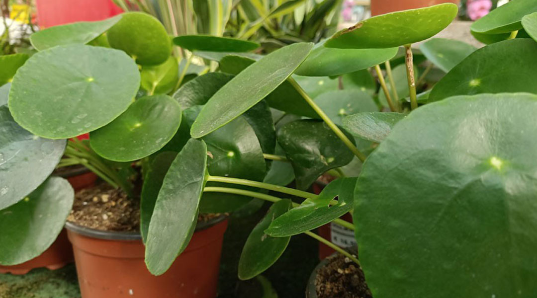 Pilea peperomioides MaQu de Poleplants