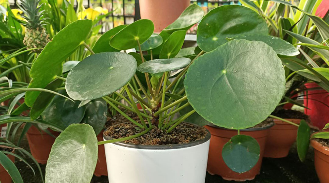 Pilea peperomioides MaQu de Poleplants