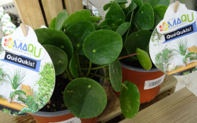 Pilea peperomioides