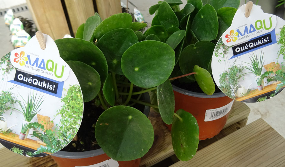 Pilea peperomioides MaQu de Poleplants