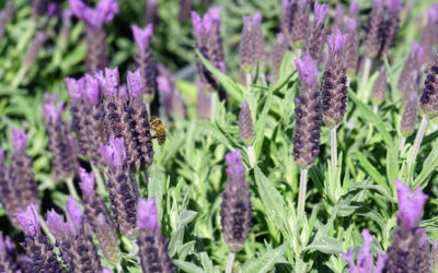 Lavandula stoechas