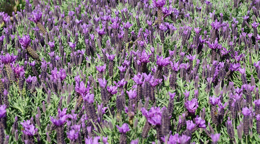 Lavandula stoechas MaQu de Poleplants