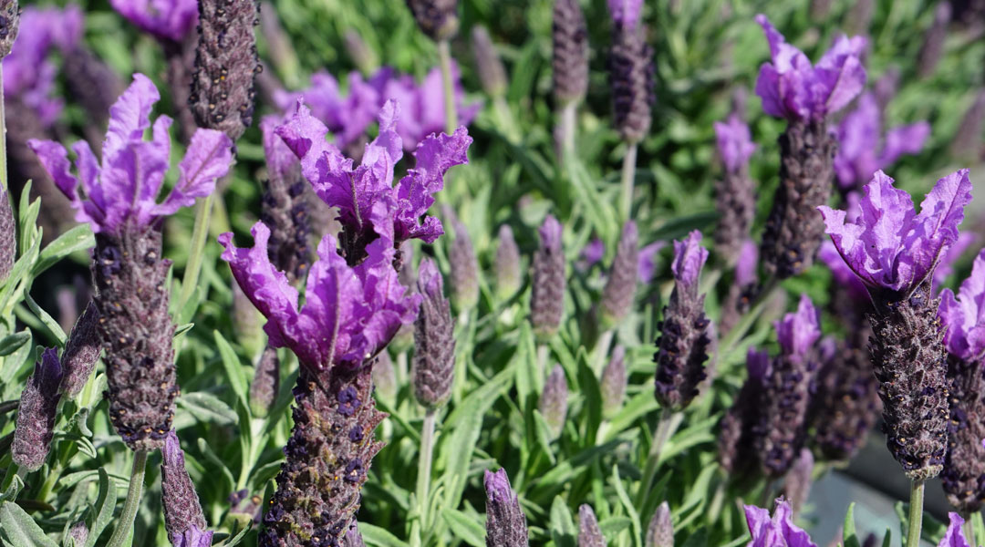 Lavandula stoechas MaQu de Poleplants