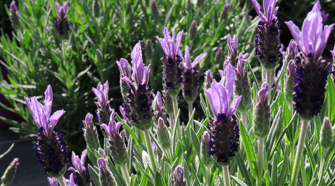Lavandula stoechas MaQu de Poleplants