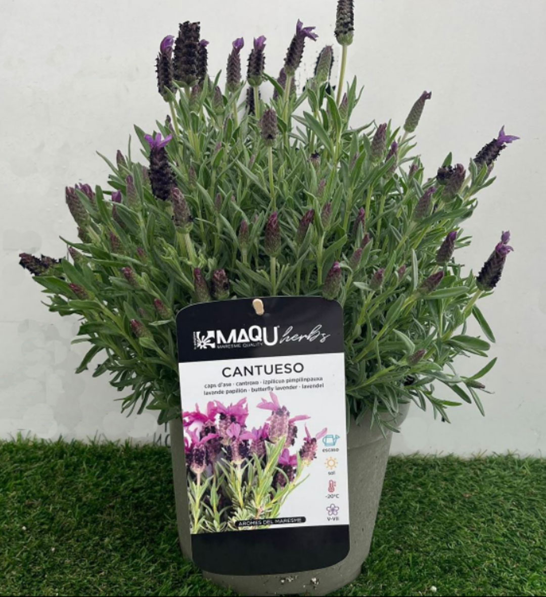 Lavandula stoechas MaQu de Poleplants