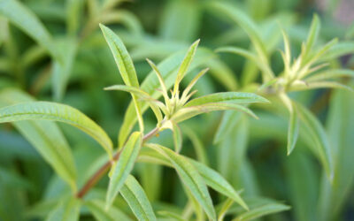 Aloysia citrodora