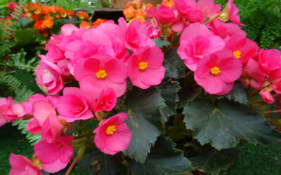 Begonia elatior