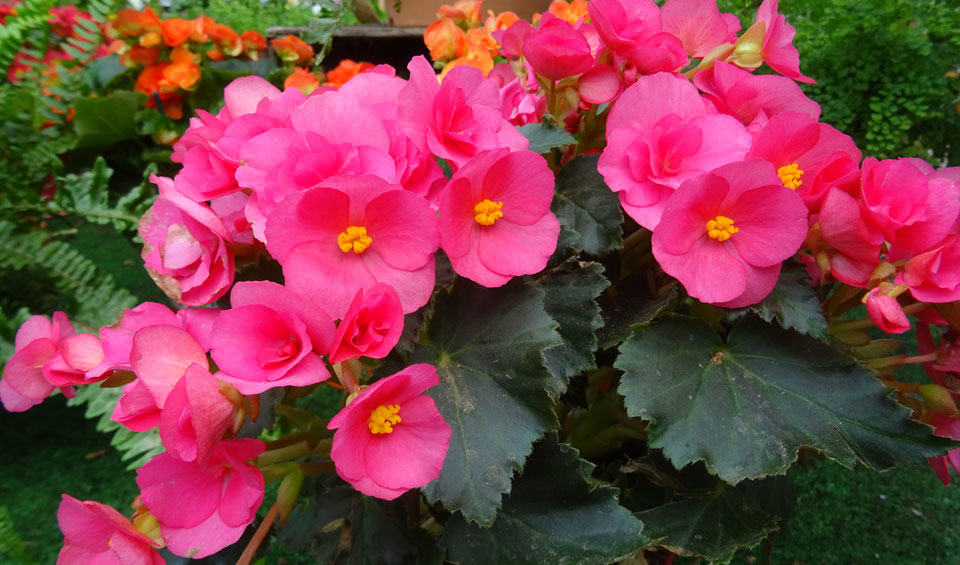 Begonia elatior en flor simple de color fucsia.