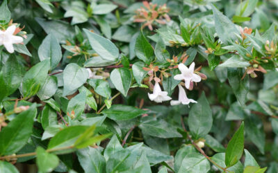 Abelia grandiflora