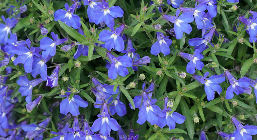 Flores de Lobelia erinus