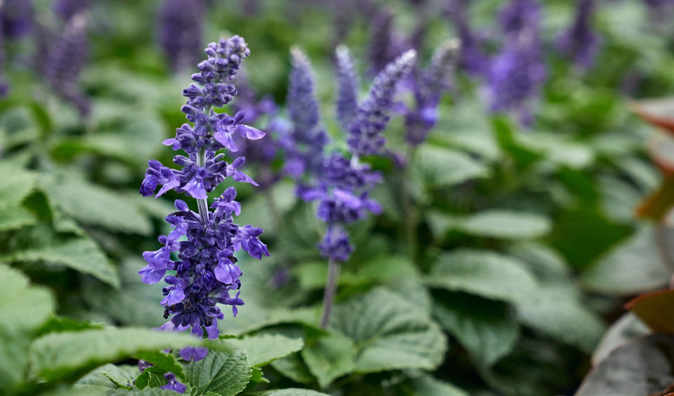 Salvia officinalis