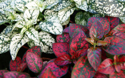 Hypoestes