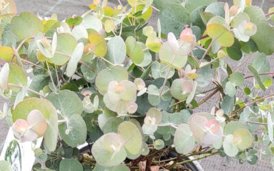Eucalyptus cinerea