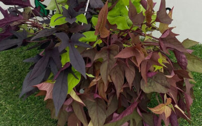 Ipomoea batatas