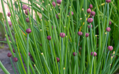 Allium schoenoprasum