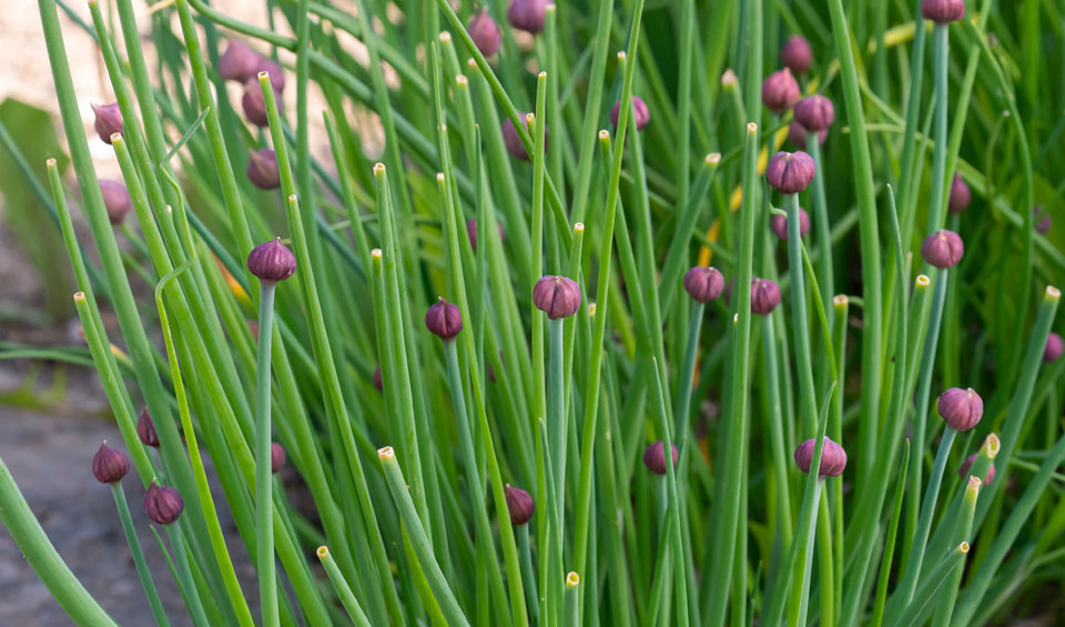 Allium schoenoprasum comenzando a florecer