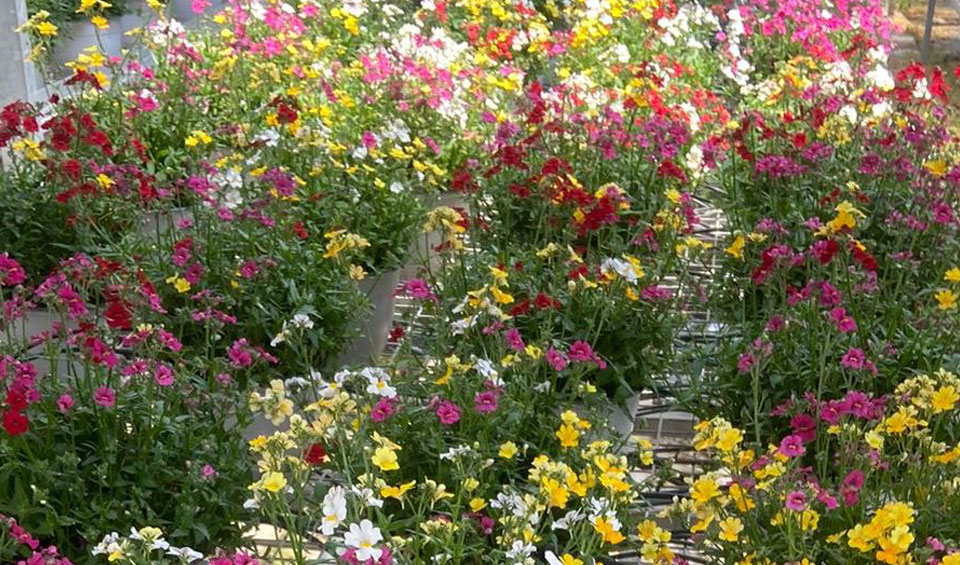 Nemesia híbrida MaQu