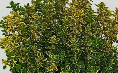 Thymus citriodorus