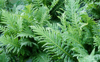 Blechnum gibbum