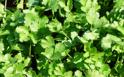 Coriandrum sativum o Cilantro