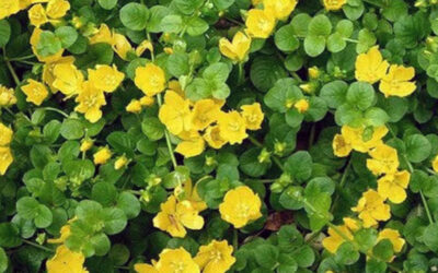Lysimachia nummularia