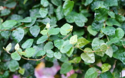 Ficus pumila