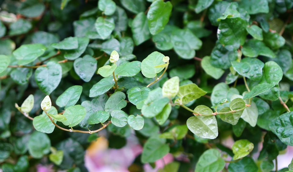 Ficus pumila