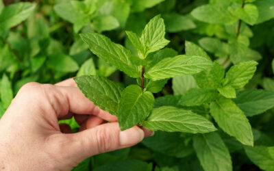 Mentha sativa
