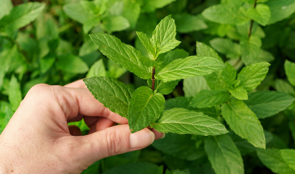 Mentha sativa en el jardín, ápice.
