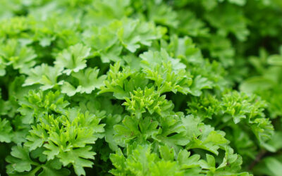 Petroselinum crispum
