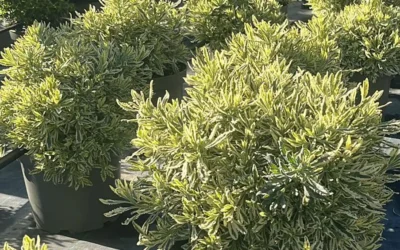 Lavandula x allardii ‘Meerlo’