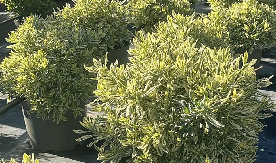 Lavandula x allardii ‘Meerlo’