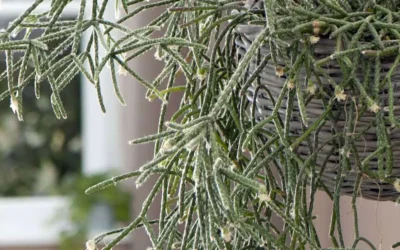 Rhipsalis