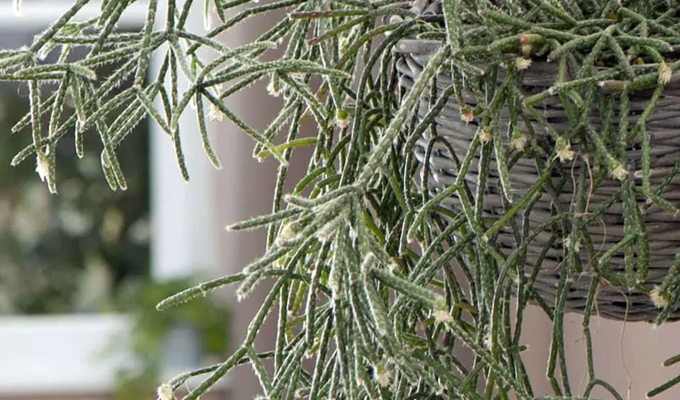 Planta de Rhipsalis pilocarpa