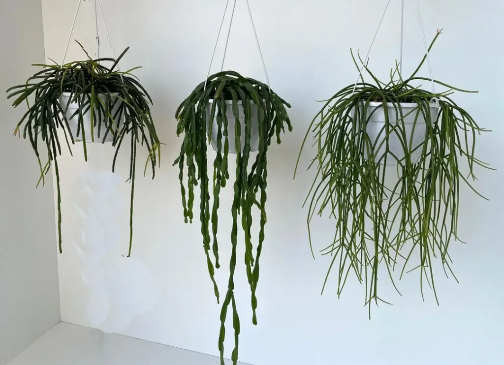 Plantas de Rhipsalis en la colección MaQu.