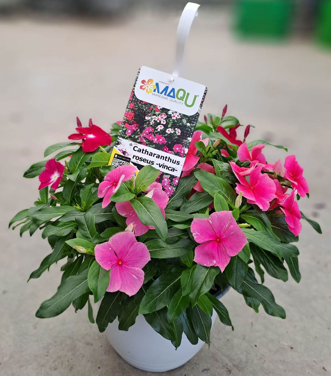 Catharanthus roseus MaQu en tarrina de 22 cm