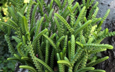 Crassula muscosa
