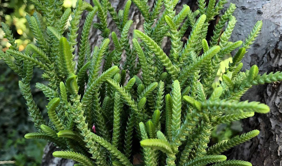 Follaje de Crassula muscosa