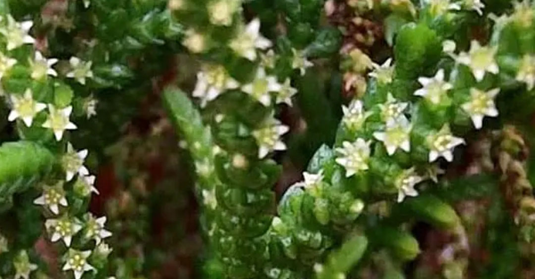 Floración de la Crassula muscosa
